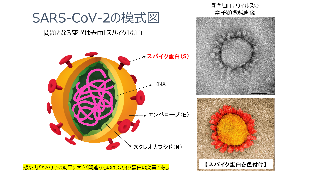 SARS-COV-2の模式図